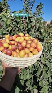 طبق نبق بناتي احمر بدون بذر 